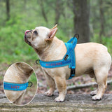 Custom Embroidered Padded Bully Harness