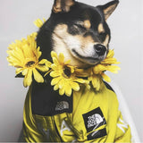 Pawpular Hype Windbreaker Yellow