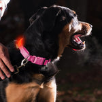 LED Night Collar