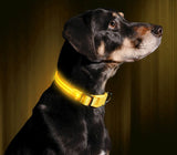 LED Night Collar