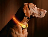 LED Night Collar