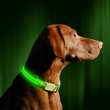 LED Night Collar